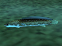 The Hylian loach