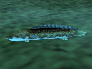 The Hylian loach